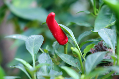 新鲜未采摘的红辣椒朝天椒