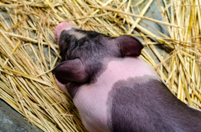 猪圈里一只迷你猪头部特写