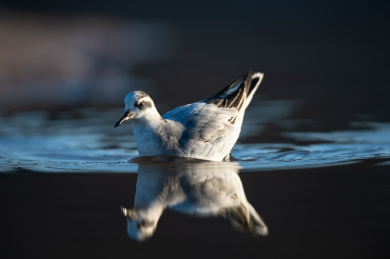 一只水鸟独自栖息在水中