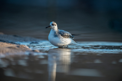 一只水鸟独自栖息在水中