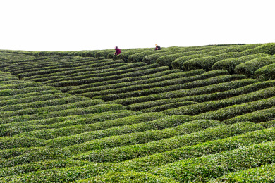 大山里的茶园茶叶风景