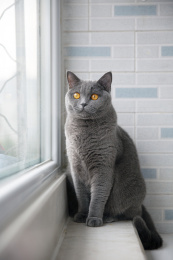 一只可爱的灰色英短猫咪