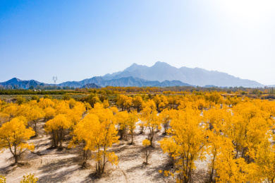 航拍中国新疆叶尔羌河秋季的胡杨林