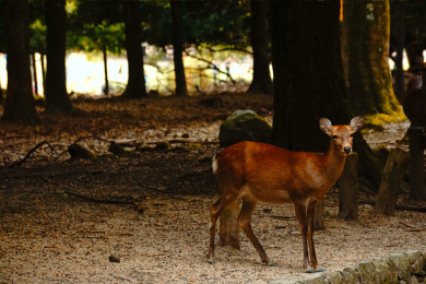 日本奈良县奈良公园春日社