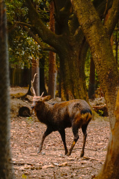 日本奈良县奈良公园春日社