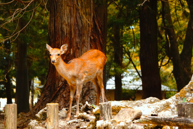 日本奈良县奈良公园春日社