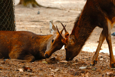 日本奈良县奈良公园春日社