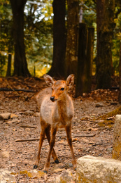 日本奈良县奈良公园春日社