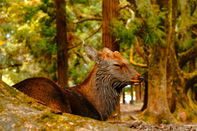 日本奈良县奈良公园春日社