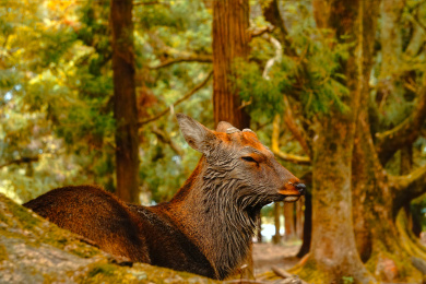 日本奈良县奈良公园春日社