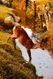 日本奈良县奈良公园春日社