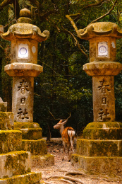 日本奈良县奈良公园春日社