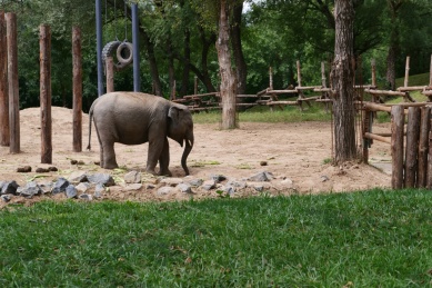 北京动物园大象