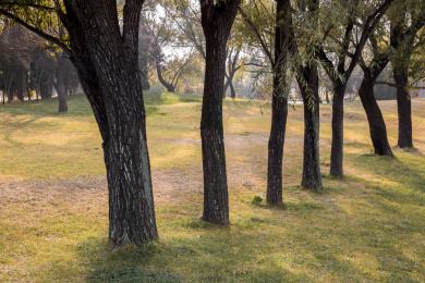 秋天公园里的草坪和树树木