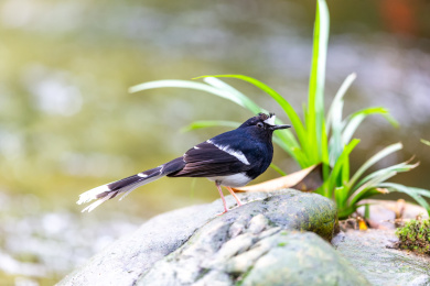 栖息于山涧溪流与隐蔽的河谷岸边的白额燕尾