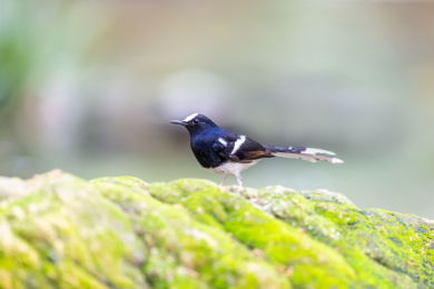 栖息于山涧溪流与隐蔽的河谷岸边的白额燕尾