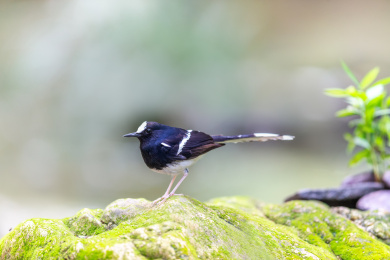 栖息于山涧溪流与隐蔽的河谷岸边的白额燕尾