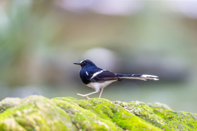 栖息于山涧溪流与隐蔽的河谷岸边的白额燕尾