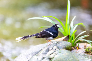 栖息于山涧溪流与隐蔽的河谷岸边的白额燕尾