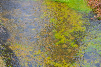 中国大兴安岭密林中长满青苔的水潭