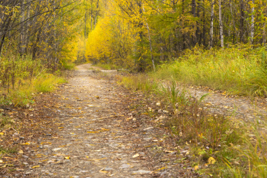 中国大兴安岭密林中长满青苔的水潭