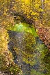 中国大兴安岭密林中长满青苔的水潭