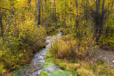中国大兴安岭密林中长满青苔的水潭