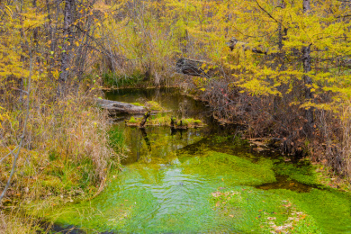 中国大兴安岭密林中长满青苔的水潭