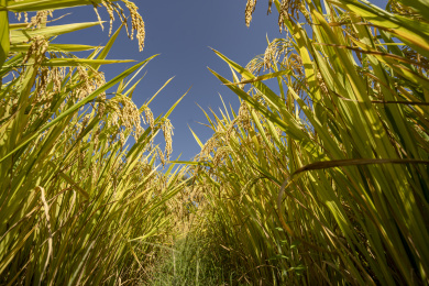 晴天秋季丰收的稻田里沉甸甸的稻穗