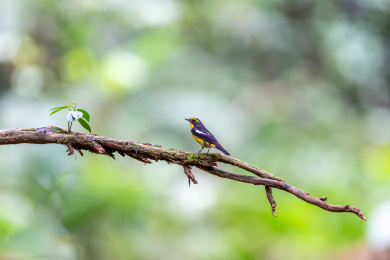常在树冠层枝叶间活动及捕食的黄眉鸲鹟鸟