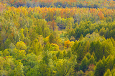 中国大兴安岭呼中森林五彩秋景