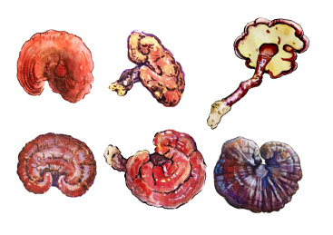水彩手绘天然灵芝