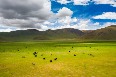 中国西藏高原牧场草原牦牛