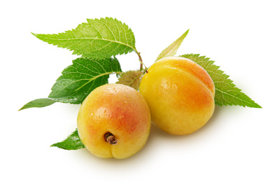 新疆小白杏带绿叶子白底