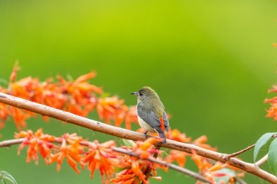 穿梭于乡村花园吸食花蜜的朱背啄花鸟