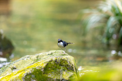 于隐蔽的溪流边以水生昆虫为食的灰背燕尾鸟