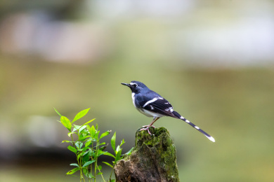 于隐蔽的溪流边以水生昆虫为食的灰背燕尾鸟