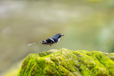 于隐蔽的溪流边以水生昆虫为食的灰背燕尾鸟