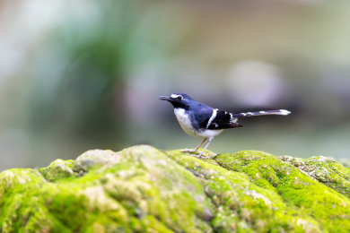 于隐蔽的溪流边以水生昆虫为食的灰背燕尾鸟