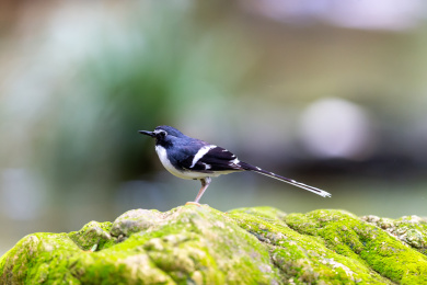 于隐蔽的溪流边以水生昆虫为食的灰背燕尾鸟