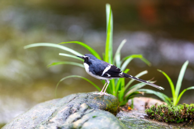 于隐蔽的溪流边以水生昆虫为食的灰背燕尾鸟