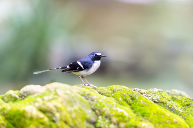 于隐蔽的溪流边以水生昆虫为食的灰背燕尾鸟