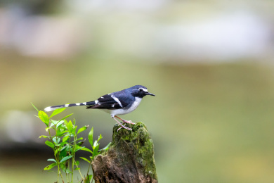 于隐蔽的溪流边以水生昆虫为食的灰背燕尾鸟