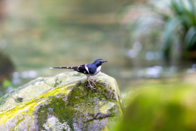 于隐蔽的溪流边以水生昆虫为食的灰背燕尾鸟