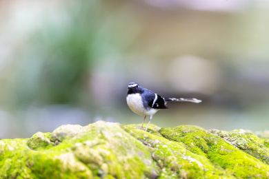 于隐蔽的溪流边以水生昆虫为食的灰背燕尾鸟