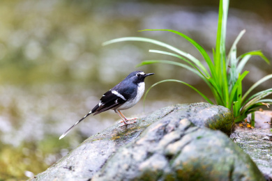 于隐蔽的溪流边以水生昆虫为食的灰背燕尾鸟
