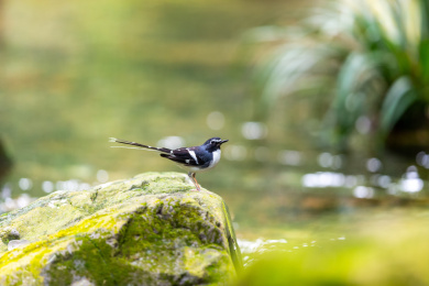 于隐蔽的溪流边以水生昆虫为食的灰背燕尾鸟