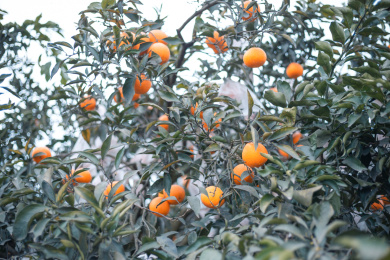 挂满果实的爱媛果树