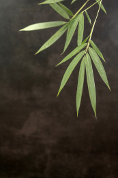 竹子叶中国风素材黑色背景