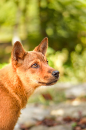 眼神充满渴望的小狗